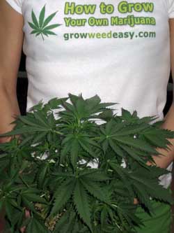 Cómo producir su propia marijuana - por GrowWeedEasy.com